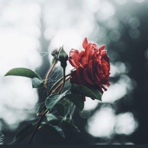 Meet your Posher, Madeline